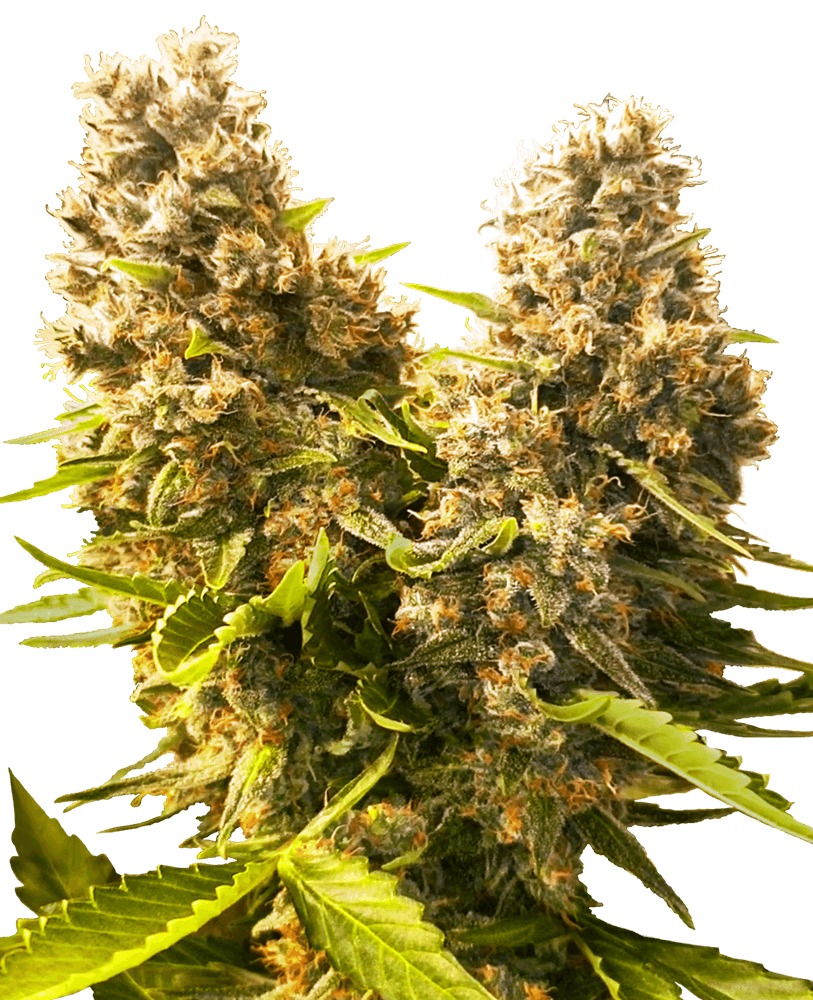 banana kush cake