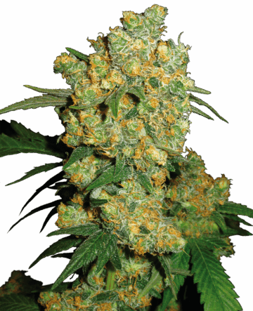 Big Bud Feminized Seeds