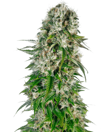 Big Bud Automatic Seeds
