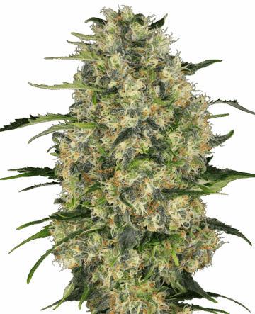 Black Domina Feminized Seeds