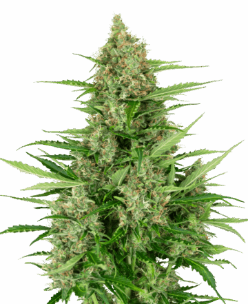 Double Kush Cake Automatic Seeds