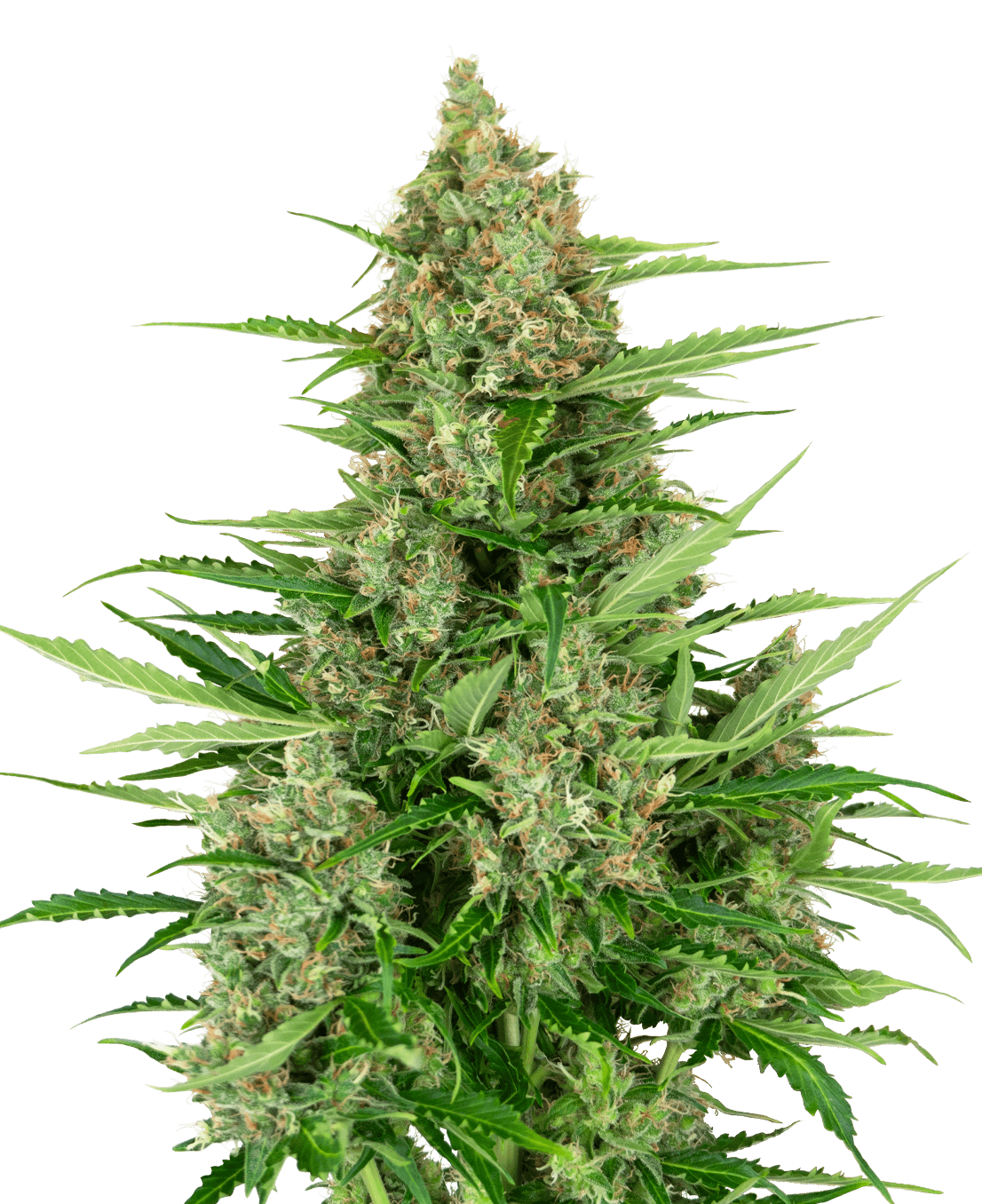 Double Kush Cake Automatic Seeds