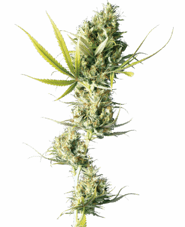 Durban Feminized Seeds