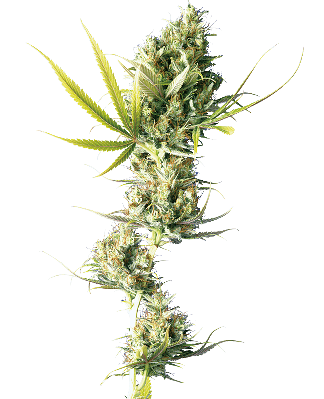 Durban Feminized Seeds