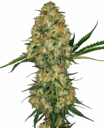 Hindu Kush Feminized Seeds