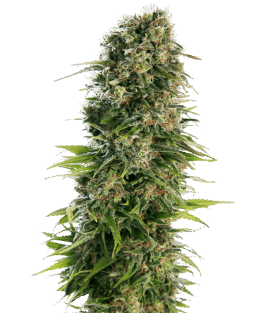 Hindu Kush Automatic Seeds