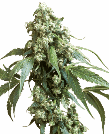 Jack Flash #5 Feminized Seeds