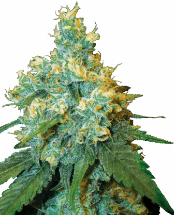 Jack Herer® Feminized Seeds