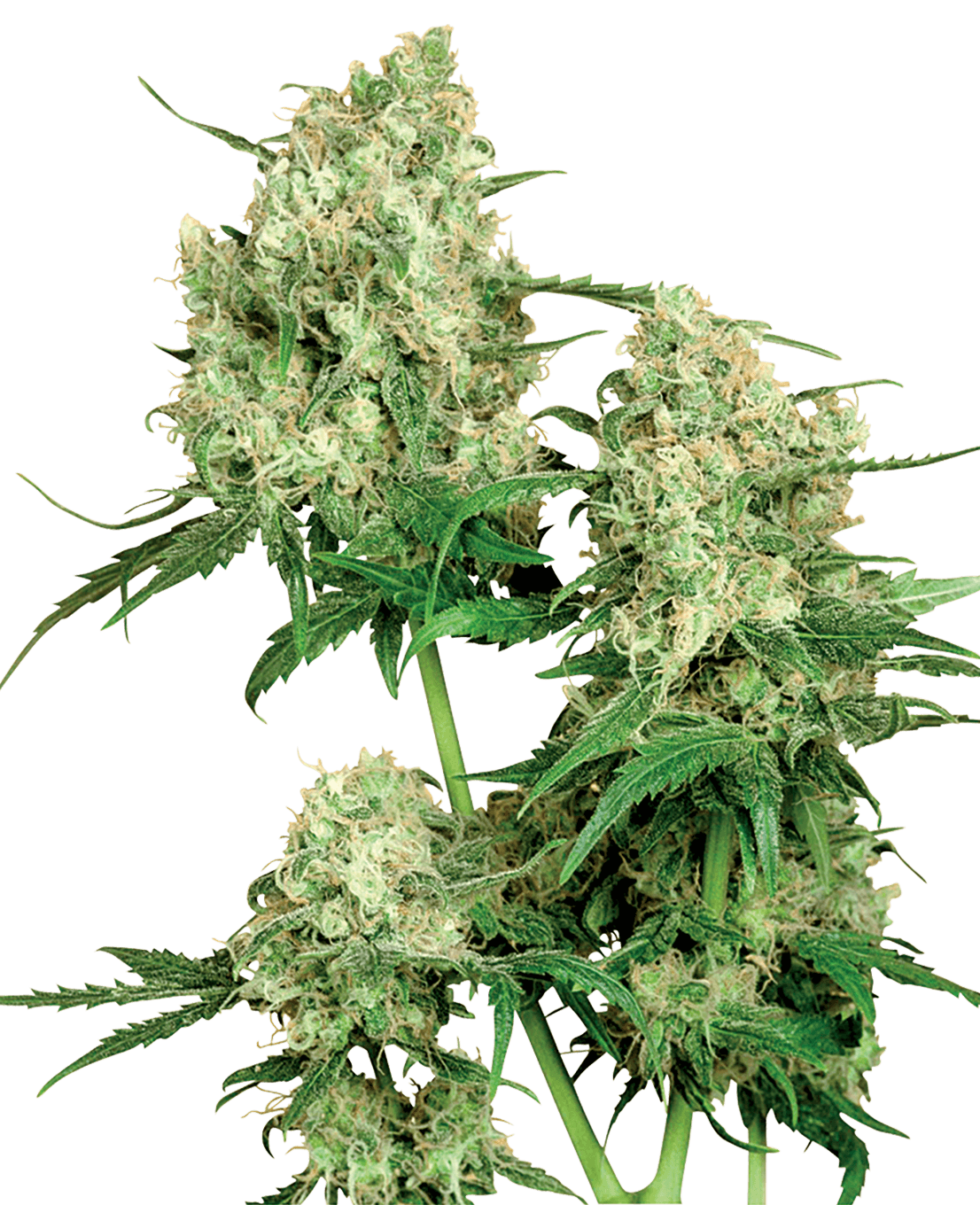 MAPLE LEAF INDICA