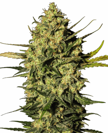 Master Kush Automatic Seeds by White Label