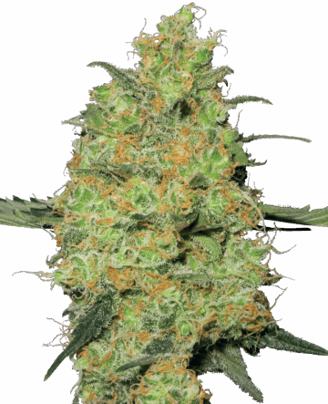Master Kush Feminized Seeds by White Label