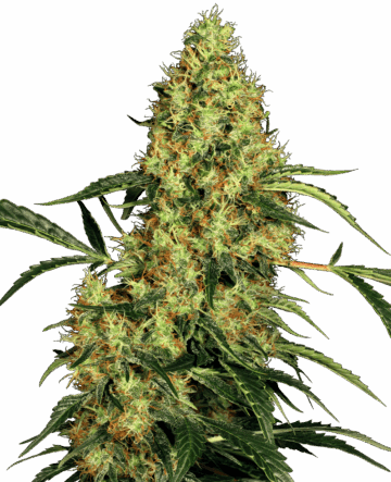 Mexican Sativa Feminized Seeds