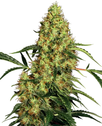 Mexican Sativa Feminized Seeds