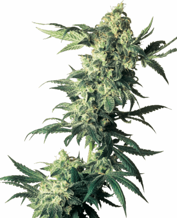 Northern Lights Feminized Seeds