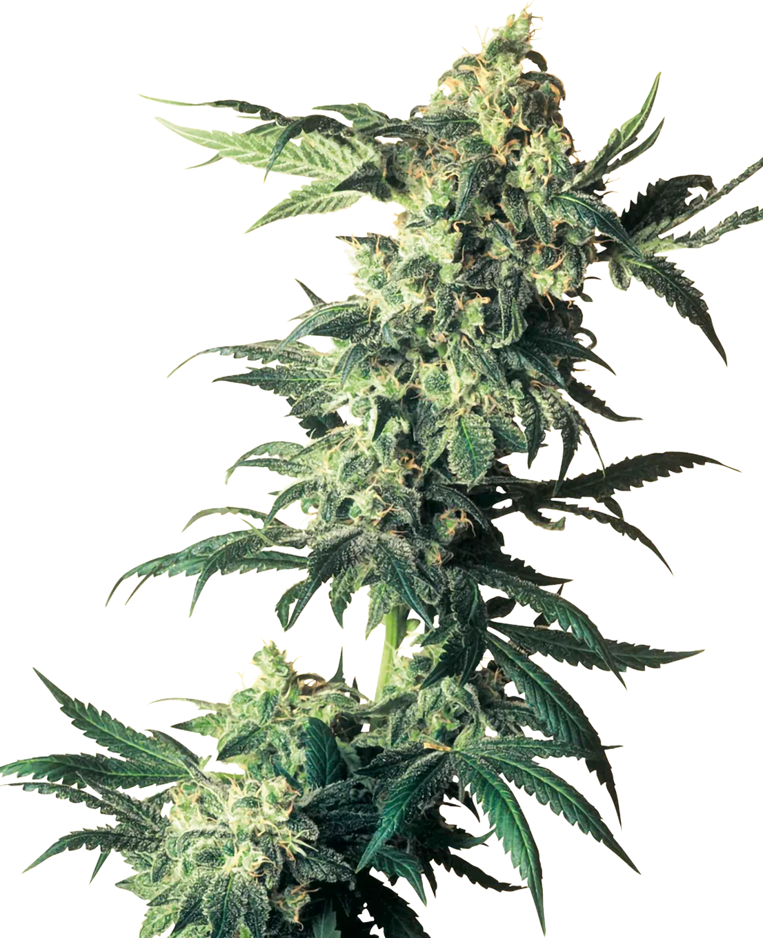 Northern Lights Feminized Seeds