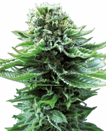 Northern Lights Automatic Seeds