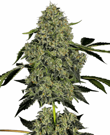 OG Kush Automatic Seeds by White Label