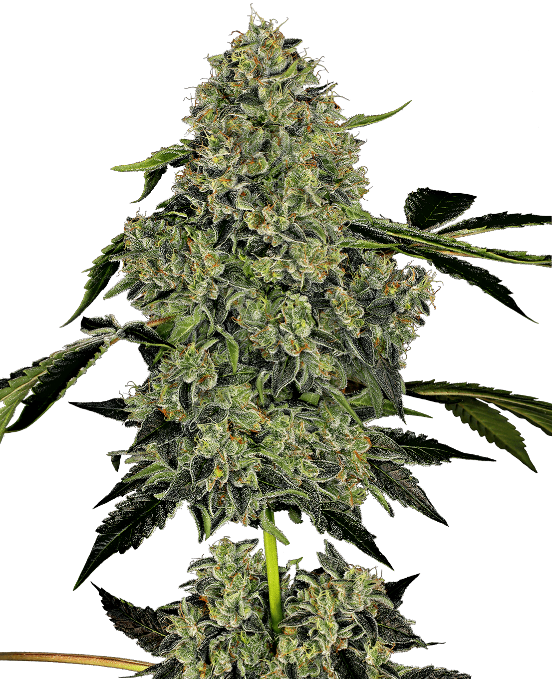 OG Kush Automatic Seeds by White Label