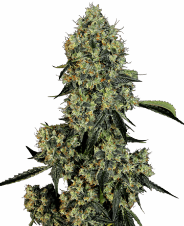 OG Kush Feminized Seeds by White Label