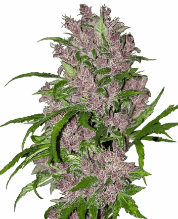 Purple Bud Automatic Seeds by White Label
