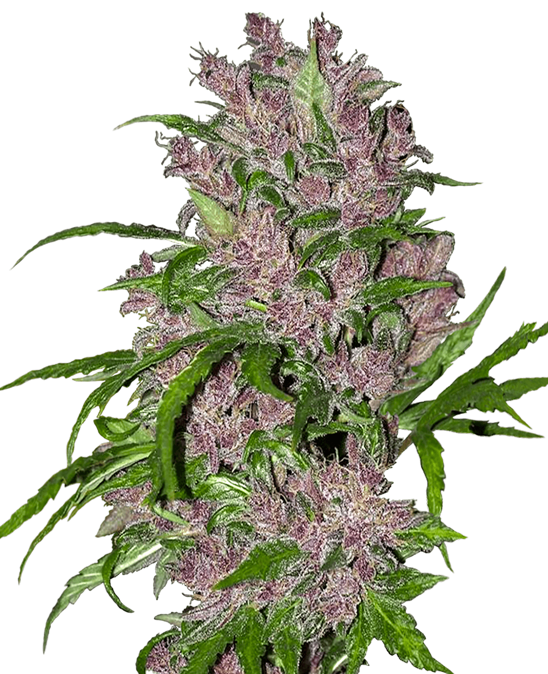 Purple Bud Automatic Seeds by White Label