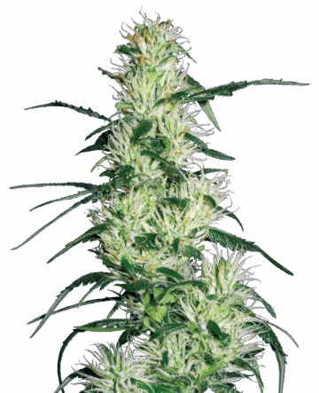 Purple Haze Feminized Seeds by White Label