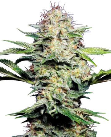 Sensi Skunk Automatic Seeds