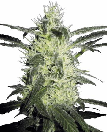 Silver Haze Feminized Seeds