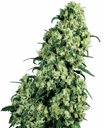 Skunk #1 Feminized Seeds
