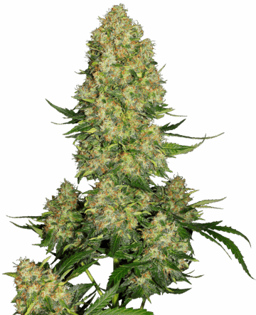 Skunk #1 Automatic Seeds