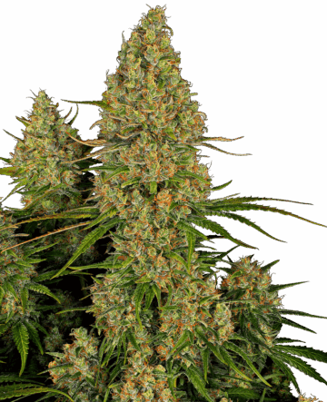 Sticky Orange XXL Automatic Seeds
