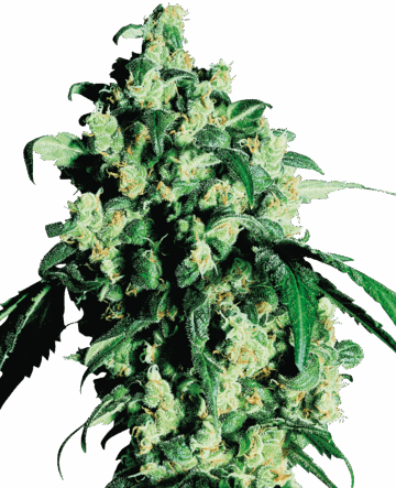 Super Skunk Feminized Seeds