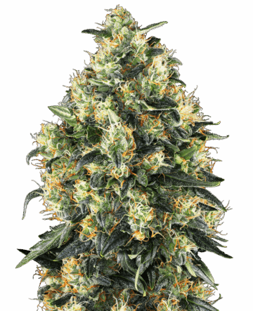 Super Skunk Automatic Seeds