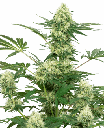 Wedding Cheesecake Feminized Seeds by White Label