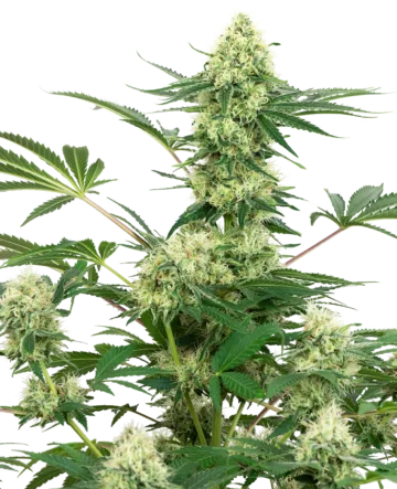 Wedding Cheesecake Feminized Seeds by White Label