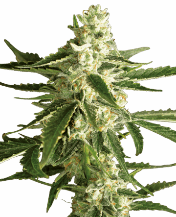 White Diesel Haze Automatic Seeds by White Label