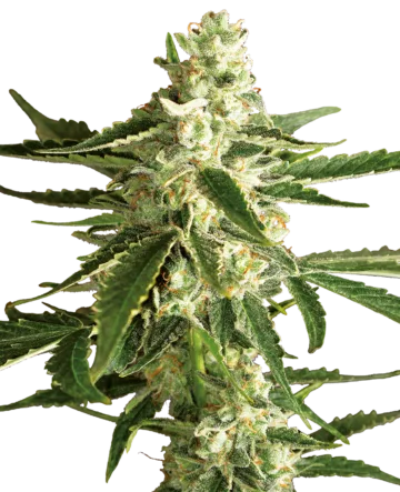 White Diesel Haze Automatic Seeds by White Label
