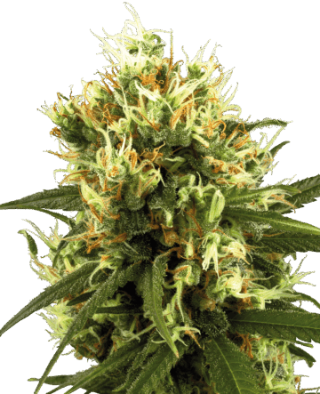 White Haze Automatic Seeds by White Label