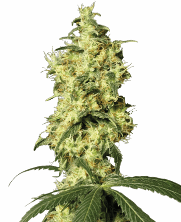 White Widow Automatic Seeds by White Label