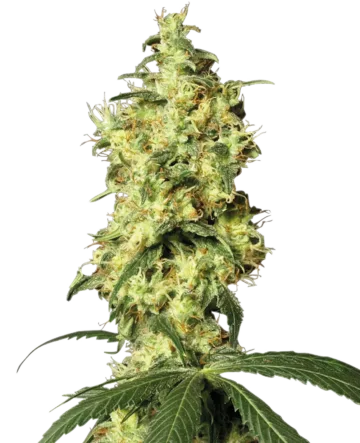 White Widow Automatic Seeds by White Label
