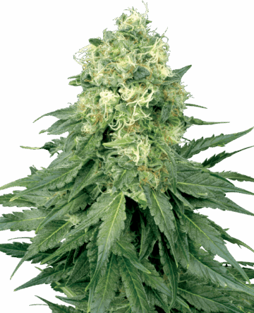 White Widow Feminized Seeds by White Label