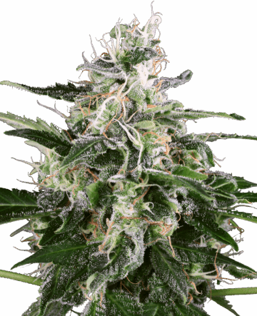 White Skunk Automatic Seeds by White Label