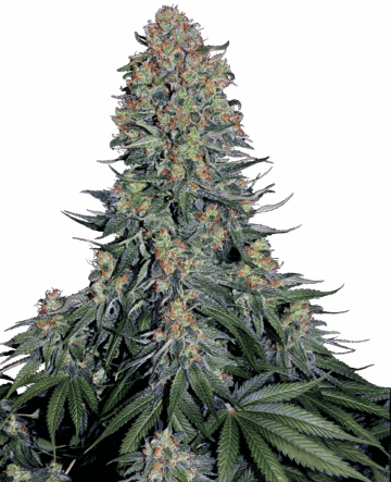 Blue Skunk Feminized Seeds