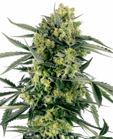 Blueberry Candiez Automatic Seeds