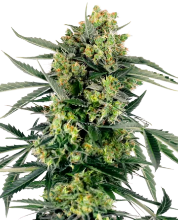 Blueberry Candiez Automatic Seeds