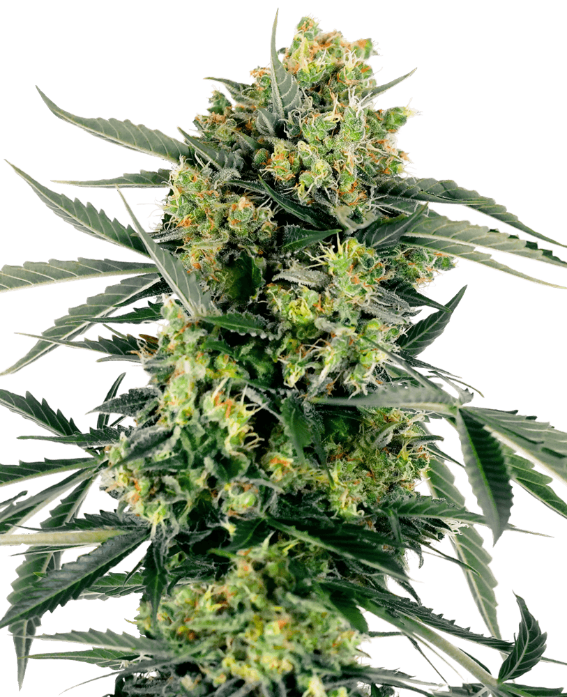 Blueberry Candiez Automatic Seeds