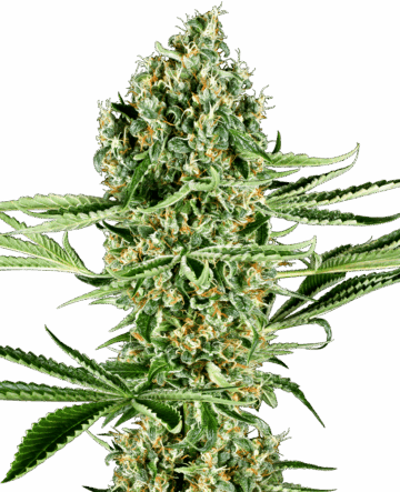 Critical Runtz Feminized Seeds