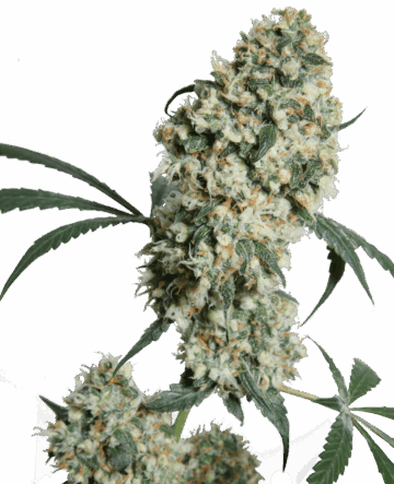 Ed Rosenthal Super Bud Regular Seeds