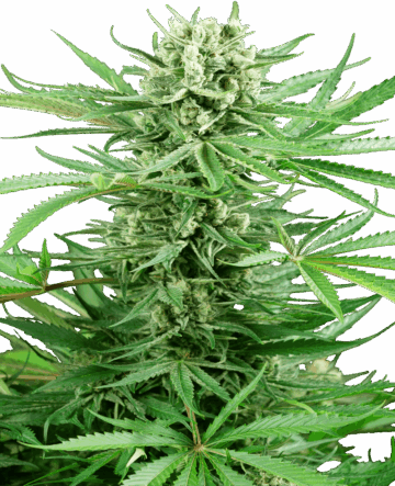 Papi Chulo OG Feminized Seeds