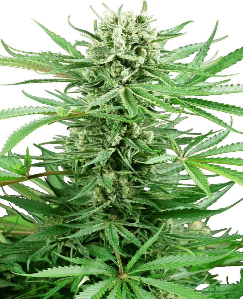 Papi Chulo OG Feminized Seeds